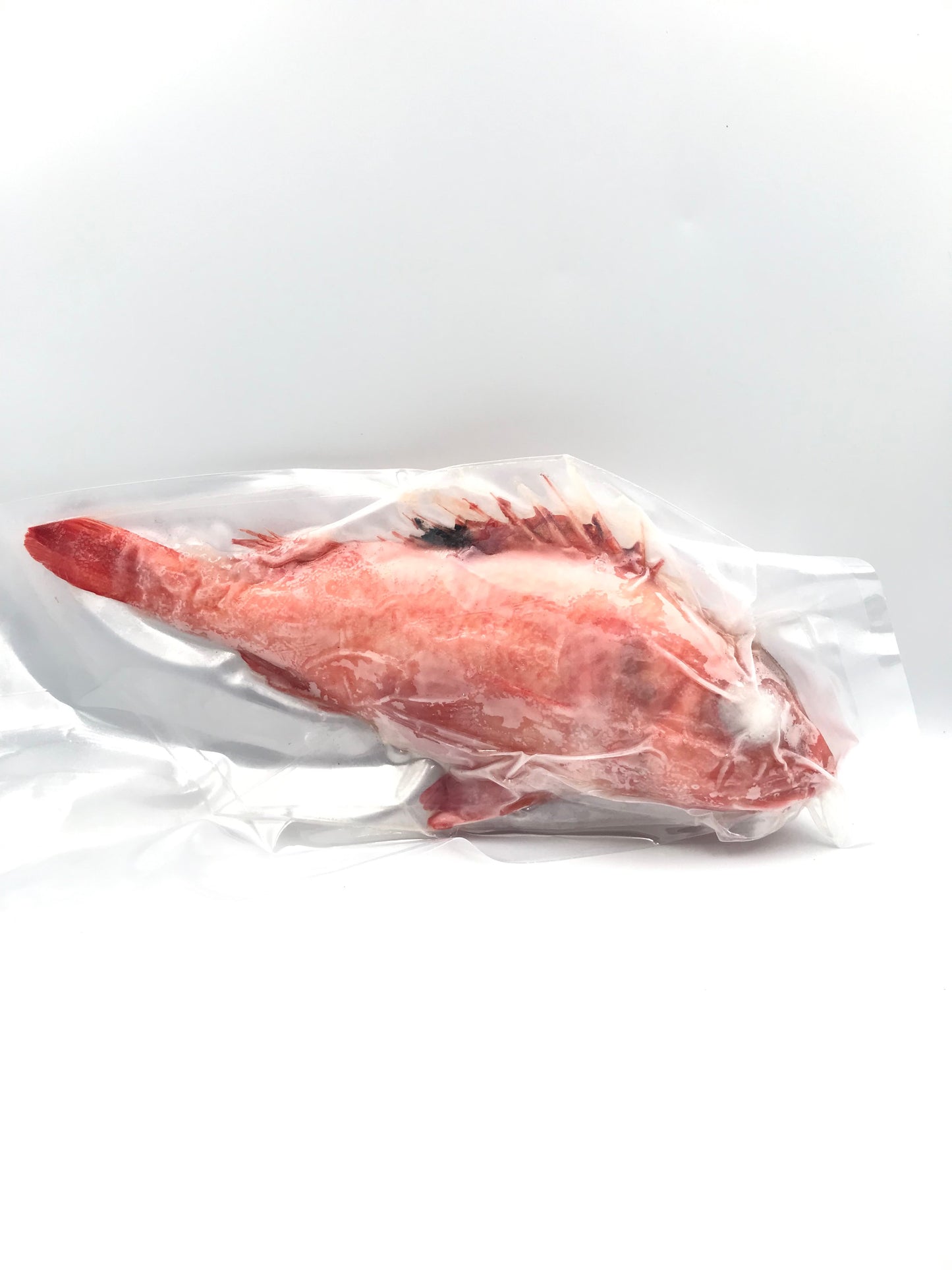IKESHITA Kinki Rockfish