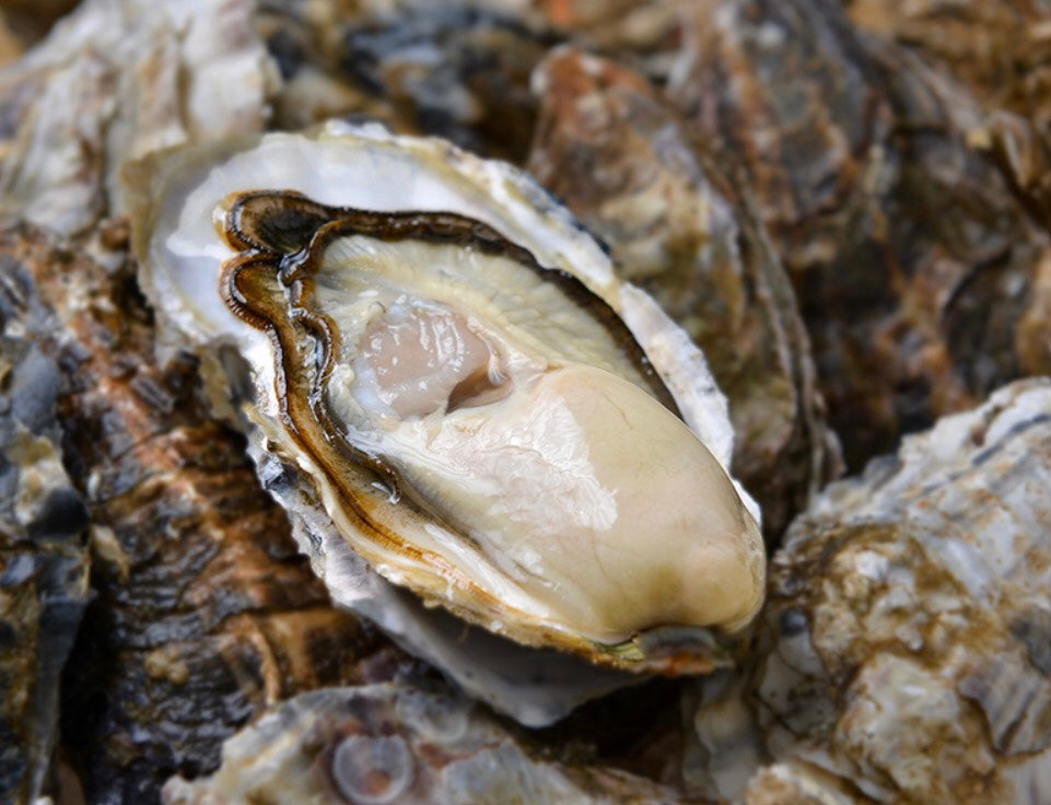 ONE Murotsu Oyster S 10kg