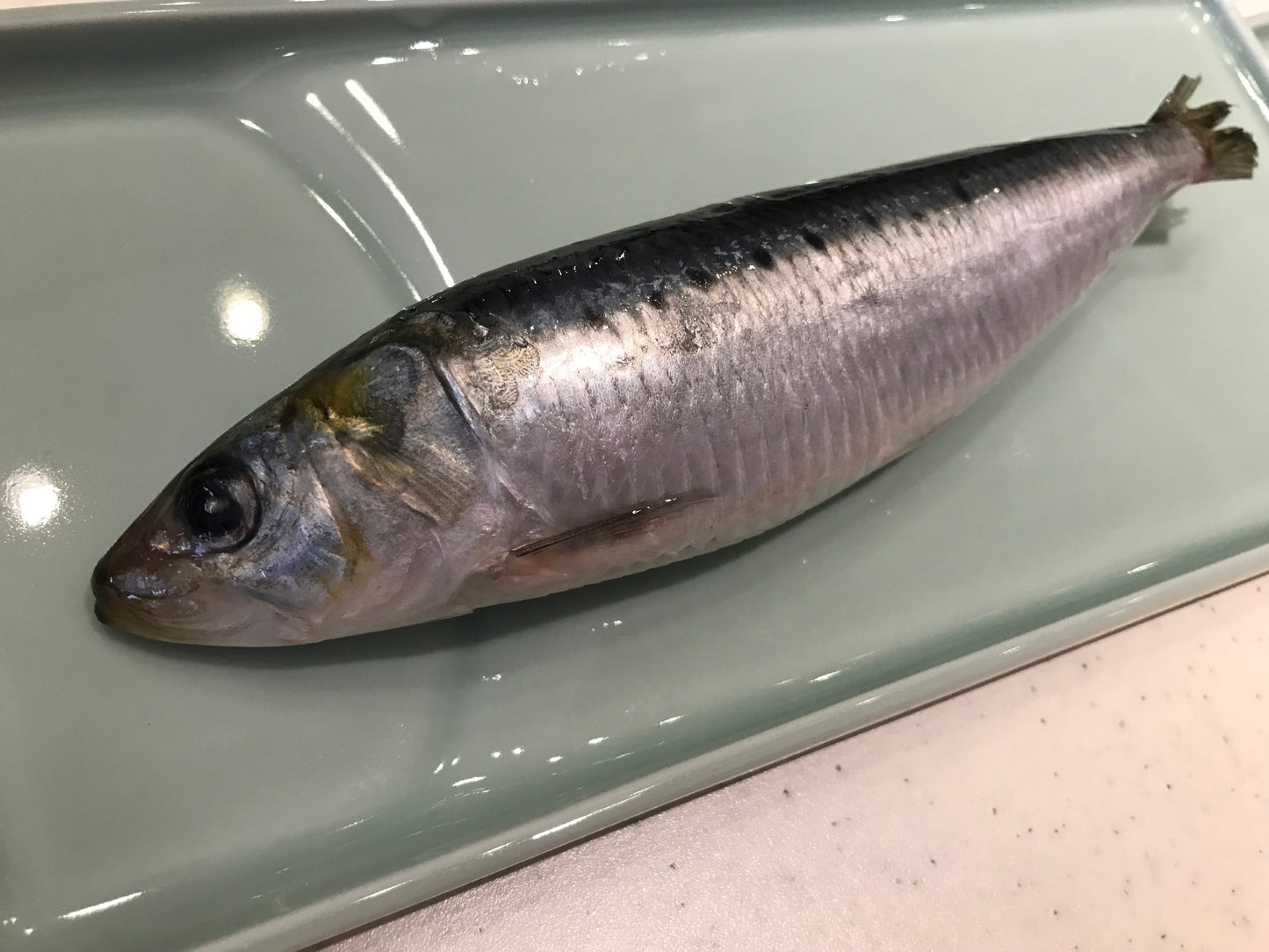 IKESHITA Fatty Toro Sardine L (1pc)