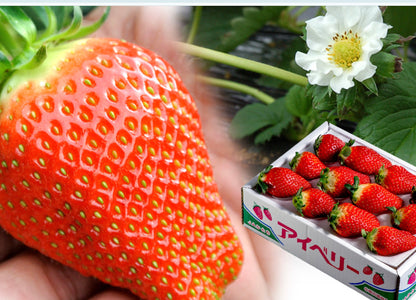 『アイベリー』千葉県産いちご 約500g（12〜15粒）2PKT/CTN