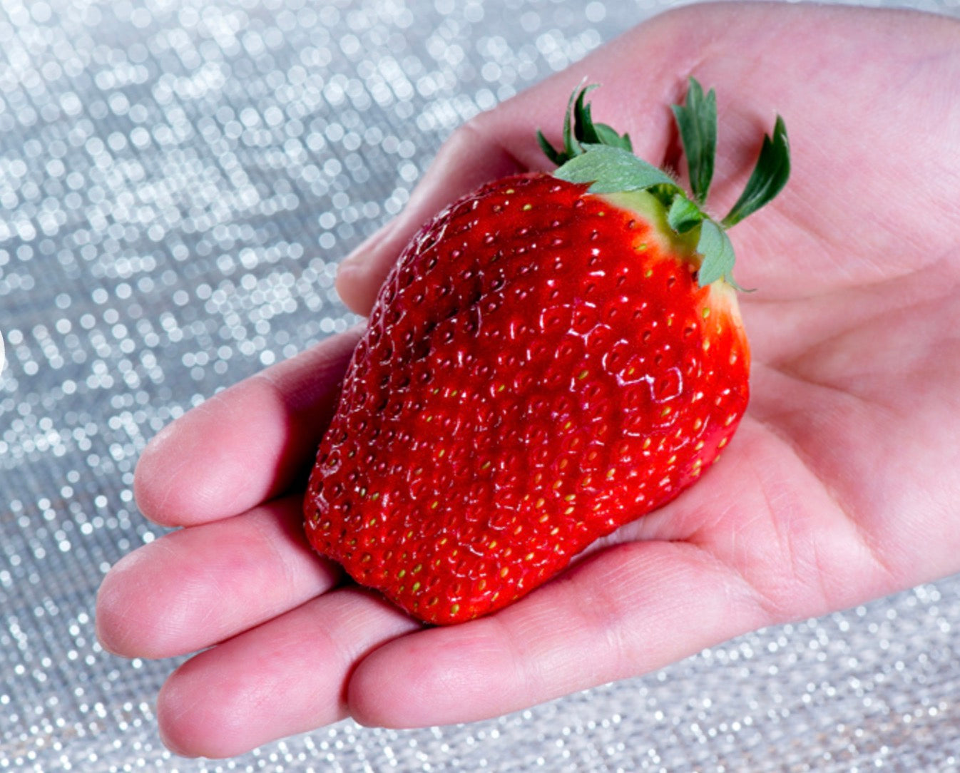 『アイベリー』千葉県産いちご 約500g（12〜15粒）2PKT/CTN